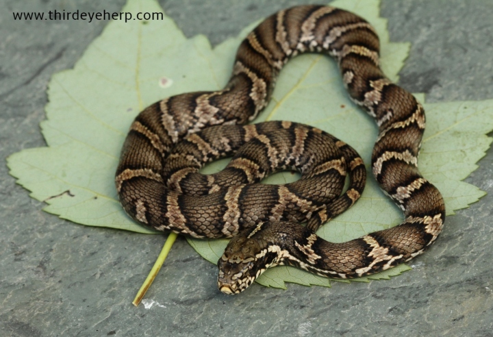 Russian Rat Snake